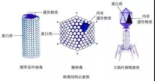 生物老师带你利用学科知识解读新冠肺炎