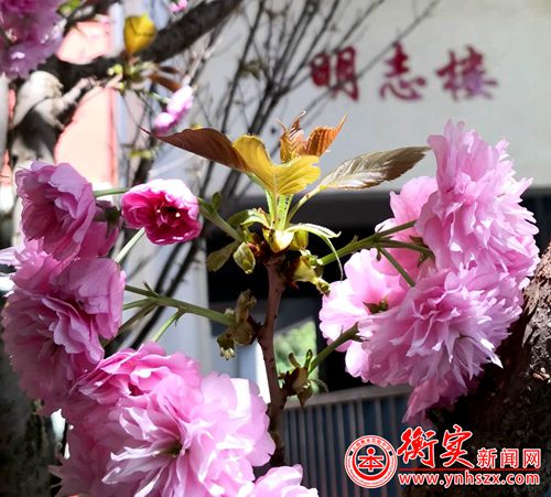 好春光，美校园—云南衡水实验中学呈贡校区校园美化记