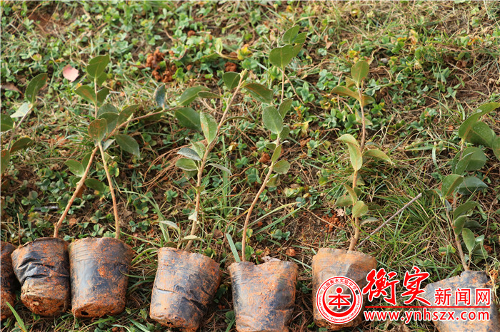 种一棵小树，热爱美丽校园——云南衡水实验中学组织第三届植树节