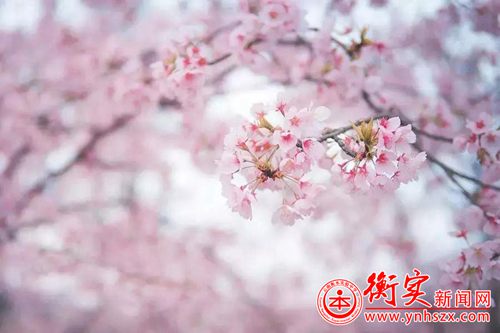 〖二十四节气〗春分——一春花事