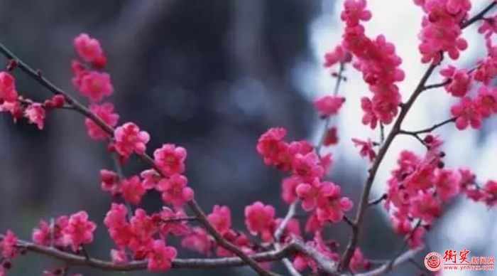 教师作品丨在衡实的春夏秋冬里绽放自己的光彩
